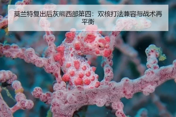 莫兰特复出后灰熊西部第四：双核打法兼容与战术再平衡